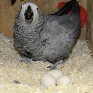 African grey eggs