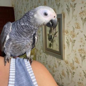 Beautiful Congo African grey parrot