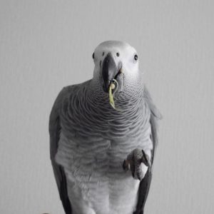african grey for sale near me