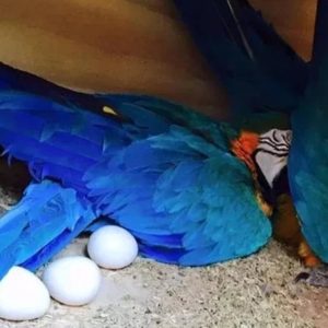 Macaw parrot eggs