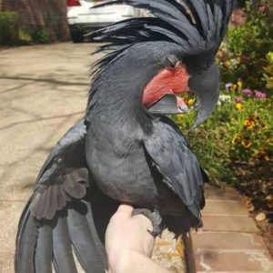 Black Palm cockatoos