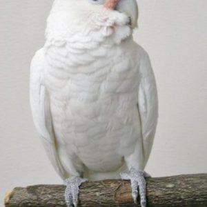 Goffin cockatoo parrot