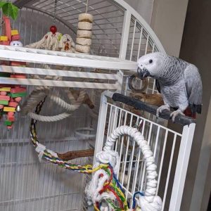 parrot bird for sale near me