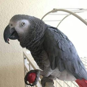 african grey parrot for sale near me