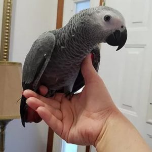 parrot for sale near me
