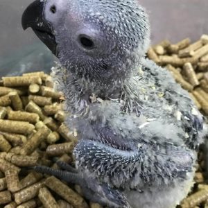 Baby African grey parrot