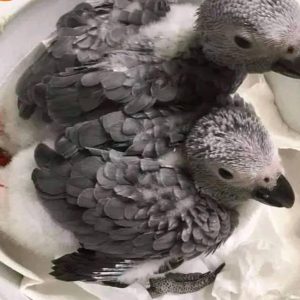 Baby African grey parrots for sale