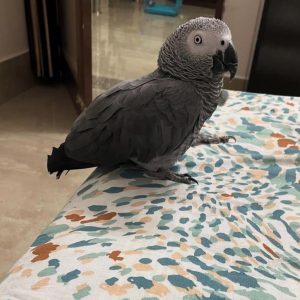 African grey parrot