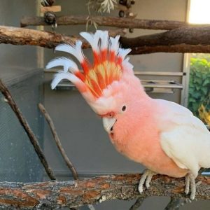 Major Mitchell’s cockatoo