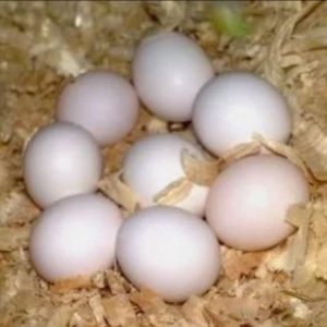 Lutino Cockatiel parrot eggs