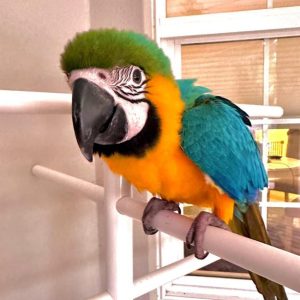 Blue & Yellow Macaw parrot