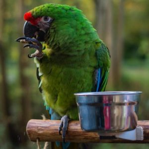 Military macaw parrot