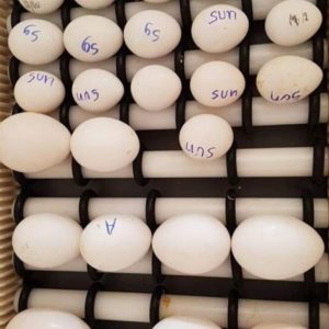 Green Winged parrot macaw eggs