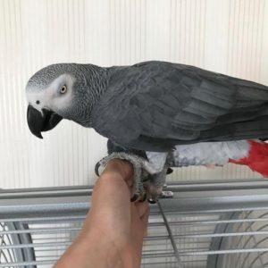 Buy African grey parrot