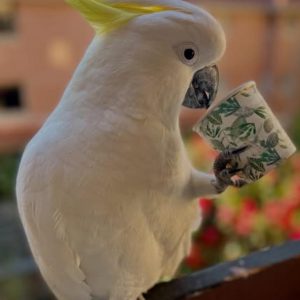 Buy Cockatoo parrots online