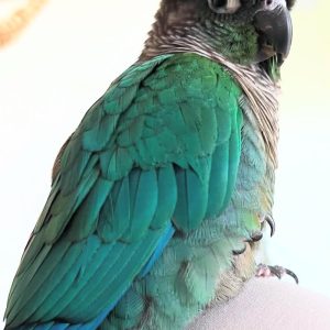 Female Pionus parrot for sale