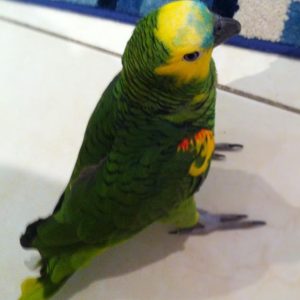 Amazon Parrot