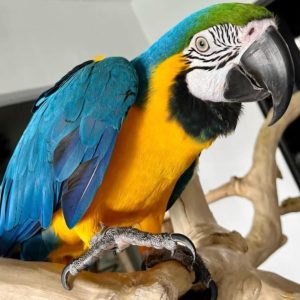 Male macaw parrot
