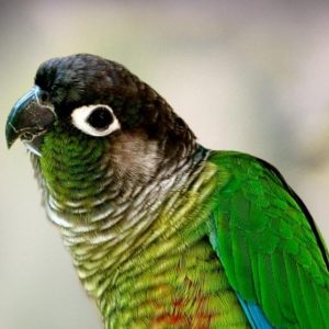 Green cheek conure