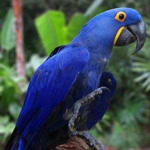Blue macaw parrot