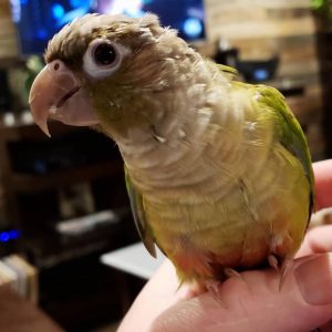 conure birds