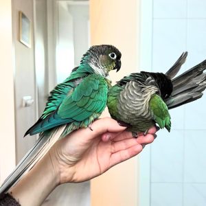 Pionus parrots for sale near me.