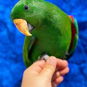 Electus Parrots
