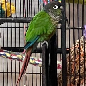 Green-wing conure online.