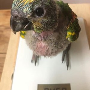 Baby Amazon Parrot for sale.