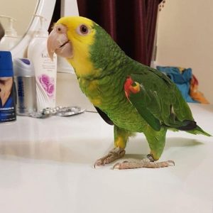 Male Amazon Parrot for sale.
