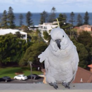 Female cockatoo parrot