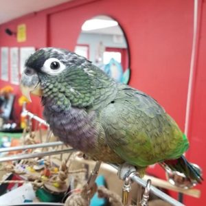 Pionus parrot