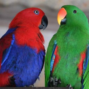Female Eclectus parrot