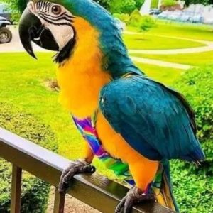 Female Angel Macaw parrot