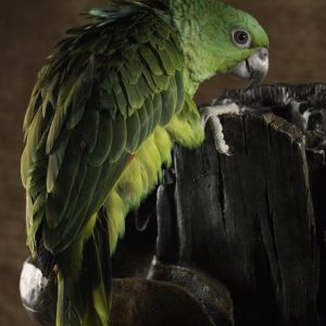 Female Amazon Parrot for sale.