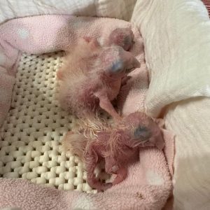 Sun conure babies for sale online