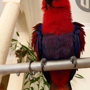Female eclectus parrot