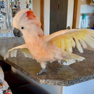 Major Mitchell's cockatoo Female parrot