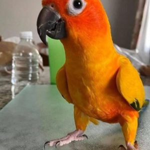 Sun Conure parrots