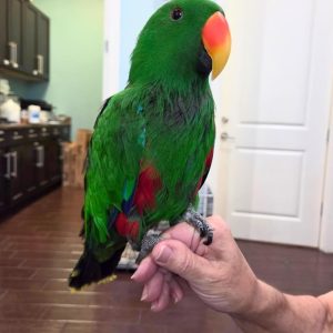 Male eclectus parrots