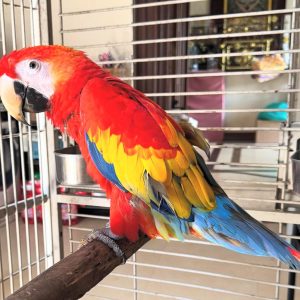 Buy Scarlet Macaw Parrot