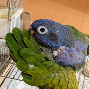 Buy Pionus Parrot online