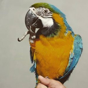Macaw parrot for adoption