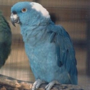 Female Amazon Parrot for sale near me.