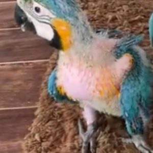 Baby macaw parrots