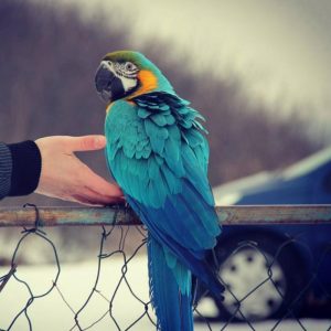 Buy macaw parrot online