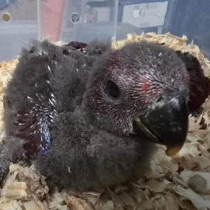 Eclectus baby parrot