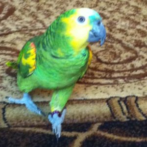 Amazon parrots in Canada.