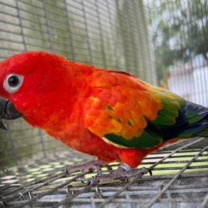 Female Sun Conure