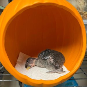 Baby Eclectus parrots for sale.